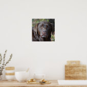 Schattig chocolade labrador Retriever Poster (Keuken)
