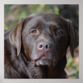 Schattig chocolade labrador Retriever Poster (Voorkant)