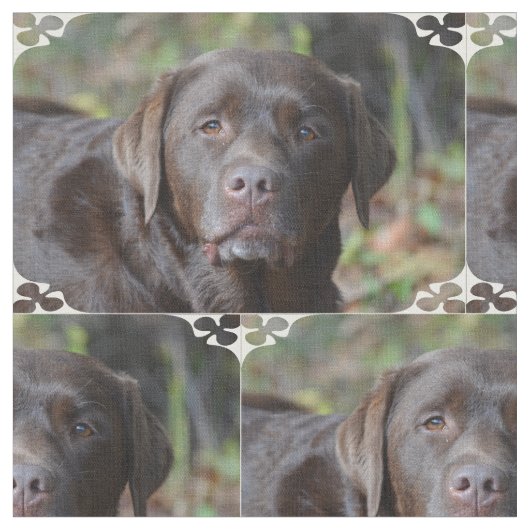 Schattig chocolade labrador Retriever Stof (Close Up)