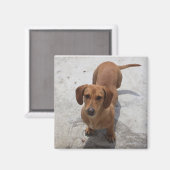 Schattig Dachshund Collectie Magneet (Voorkant / Achterkant)