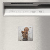 Schattig Dachshund Collectie Magneet (Insitu (Vaatwasser))