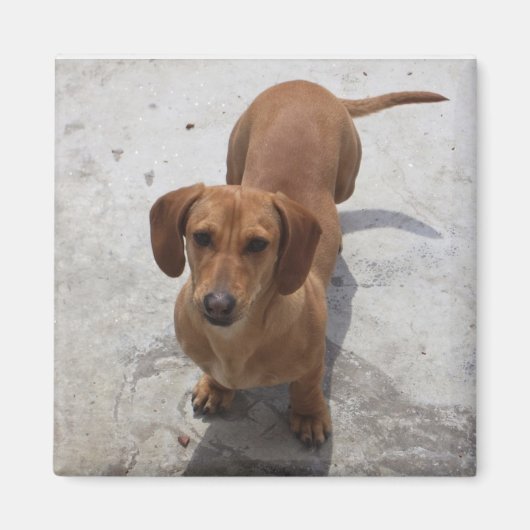 Schattig Dachshund Collectie Magneet (Voorkant)