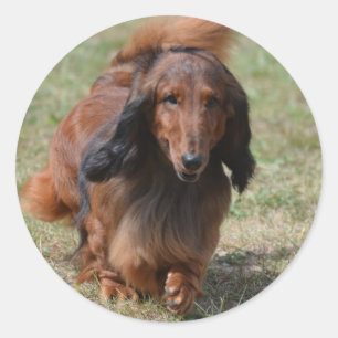 Schattig Dachshund Ronde Sticker