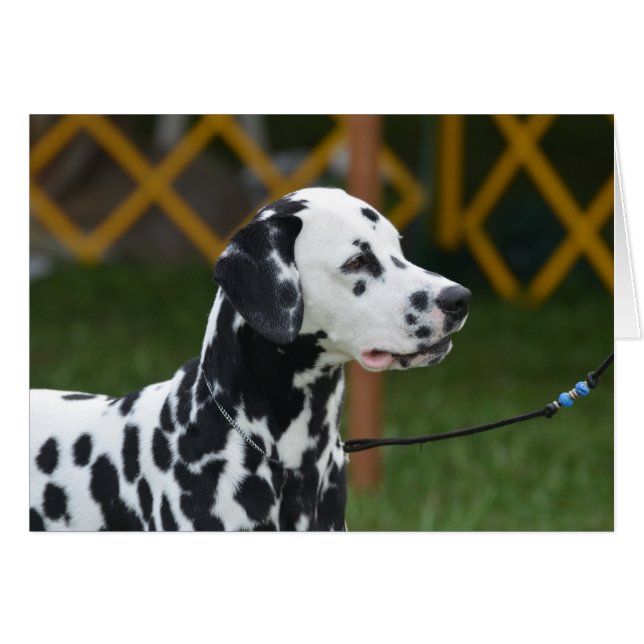 Schattig Dalmatiaans (Voorkant Horizontaal)