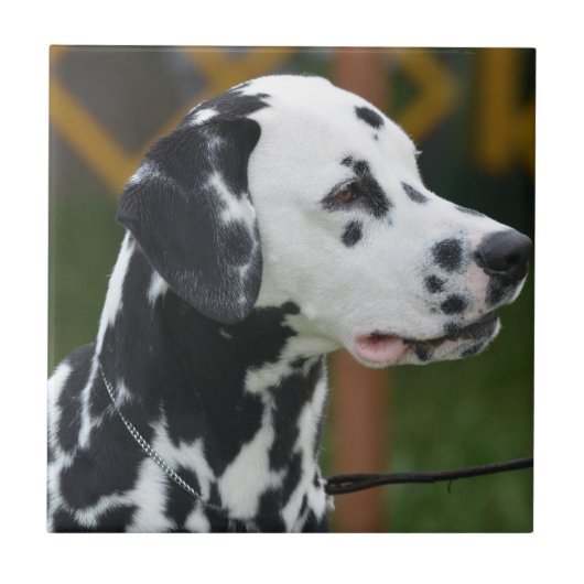 Schattig Dalmatiaans Tegeltje (Voorkant)