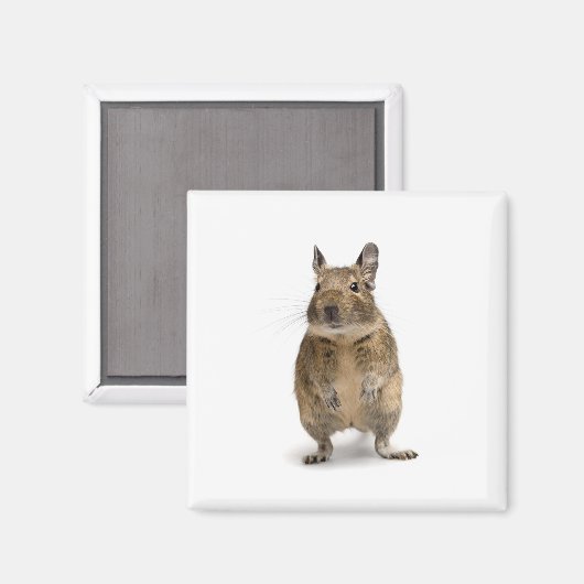 Schattig deeg magneet (Voorkant / Achterkant)