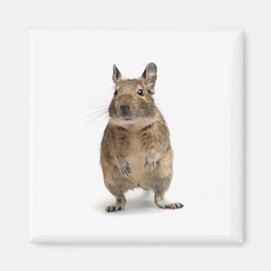 Schattig deeg magneet (Voorkant)