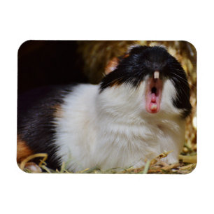 Schattig driekleurig cavia die gaapt magneet