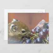 Schattig Eekhoorn DIY Briefkaart (Voorkant / Achterkant)