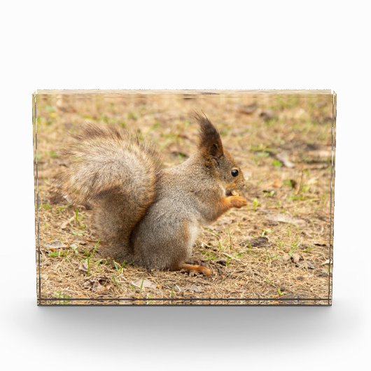 Schattig eekhoorn eet een noot foto (Voorkant)