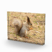 Schattig eekhoorn eet een noot foto (Rechts)