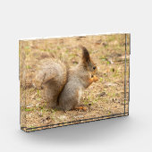 Schattig eekhoorn eet een noot foto (Links)