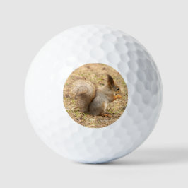 Schattig eekhoorn eet een noot foto golfballen