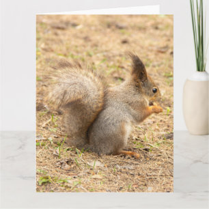 Schattig eekhoorn eet een noot foto kaart