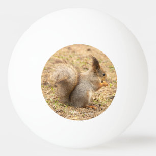 Schattig eekhoorn eet een noot foto pingpongbal