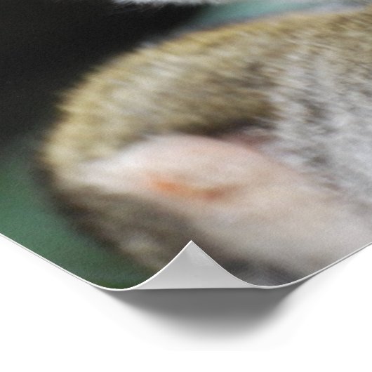 Schattig eekhoorn - Poster (Hoek)