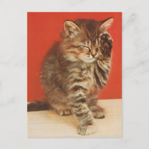 Schattig en knuffelig katje briefkaart