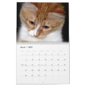 Schattig en leuk "Kitty Koolness" 2024 kattenkalen Kalender (Mar 2027)