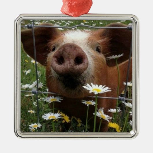 *SCHATTIG EN VASTE PIGLET VOOR CHRISTMAS* METALEN ORNAMENT (Voorkant)