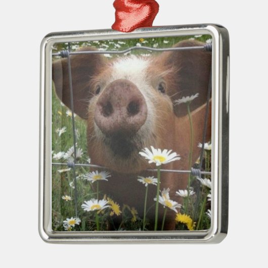 *SCHATTIG EN VASTE PIGLET VOOR CHRISTMAS* METALEN ORNAMENT (Links)