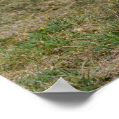 Schattig Engels Cocker Spaniel Poster (Hoek)