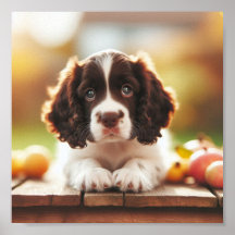 schattig engels springer spaniel puppy