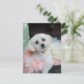 Schattig Fancy whitepapandportret foto Briefkaart (Staand voorkant)