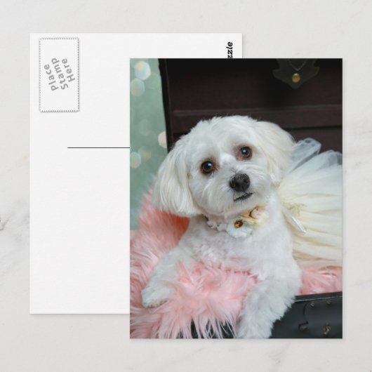 Schattig Fancy whitepapandportret foto Briefkaart (Voorkant / Achterkant)