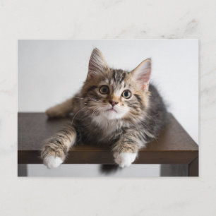 Schattig Fluffy Tabby Poesje met Witte Pootjes Briefkaart