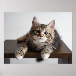 Schattig Fluffy Tabby Poesje met Witte Pootjes Poster