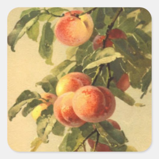 schattig fruit perzik liefhebbers Vierkante Stick Vierkante Sticker (Voorkant)