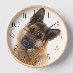 Schattig Funny German Shepherd Portrait