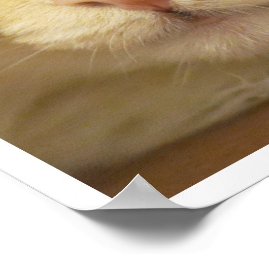 Schattig Geel Kattengezicht dat uit het Laken Kijk Poster (Hoek)