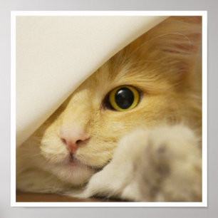 Schattig Geel Kattengezicht dat uit Laken Steekt Poster