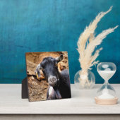 SCHATTIG GEITJE FOTOPLAAT (Insitu)