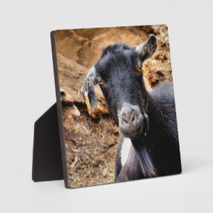 SCHATTIG GEITJE FOTOPLAAT