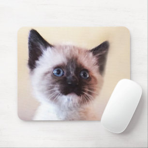 Schattig Gemaskerde Blauw Eyed Siamese Kitten Clos Muismat