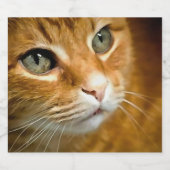 Schattig Ginger Tabby Cat Posing Pet Portret Bier Etiket (Enkel label)