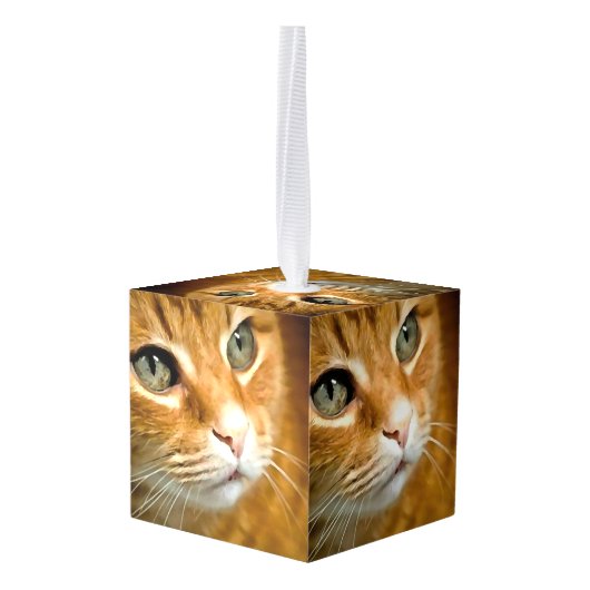 Schattig Ginger Tabby Cat Posing Pet Portret Decoratie (Achter hoekig)