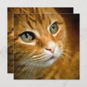 Schattig Ginger Tabby Cat Posing Pet Portret Feestdagenkaart (Voorkant / Achterkant)