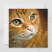 Schattig Ginger Tabby Cat Posing Pet Portret Feestdagenkaart (Voorkant)