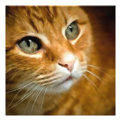 Schattig Ginger Tabby Cat Posing Pet Portret Foto Afdruk (Voorkant)