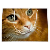 Schattig Ginger Tabby Cat Posing Pet Portret Groot Cadeauzakje (Voorkant)