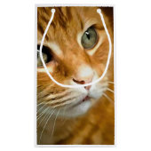 Schattig Ginger Tabby Cat Posing Pet Portret Klein Cadeauzakje (Achterkant)