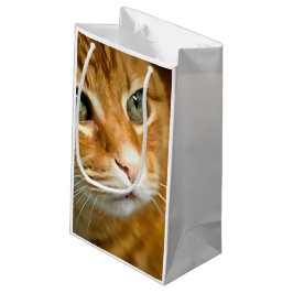 Schattig Ginger Tabby Cat Posing Pet Portret Klein Cadeauzakje