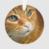 Schattig Ginger Tabby Cat Posing Pet Portret Ornament (voorkant)