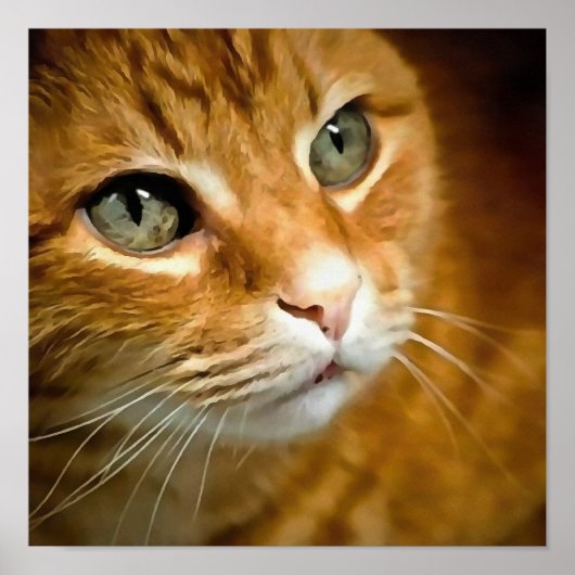 Schattig Ginger Tabby Cat Posing Pet Portret Poster (Voorkant)
