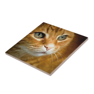 Schattig Ginger Tabby Cat Posing Pet Portret Tegeltje