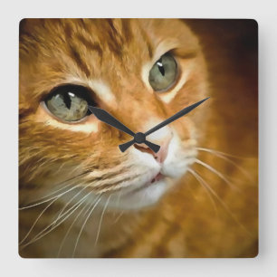 Schattig Ginger Tabby Cat Posing Pet Portret Vierkante Klok