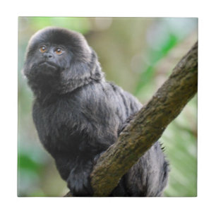 Schattig Goeldi Monkey Tegeltje